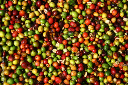 Cherry coffee beans drying in the sun background