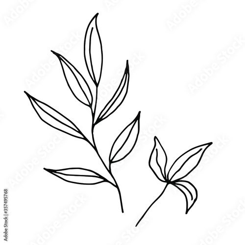 Cute hand drawn forest leaf, branch. Traditional leaves in ink, doodle style for wedding decoration and arrangements, invitation, postcard