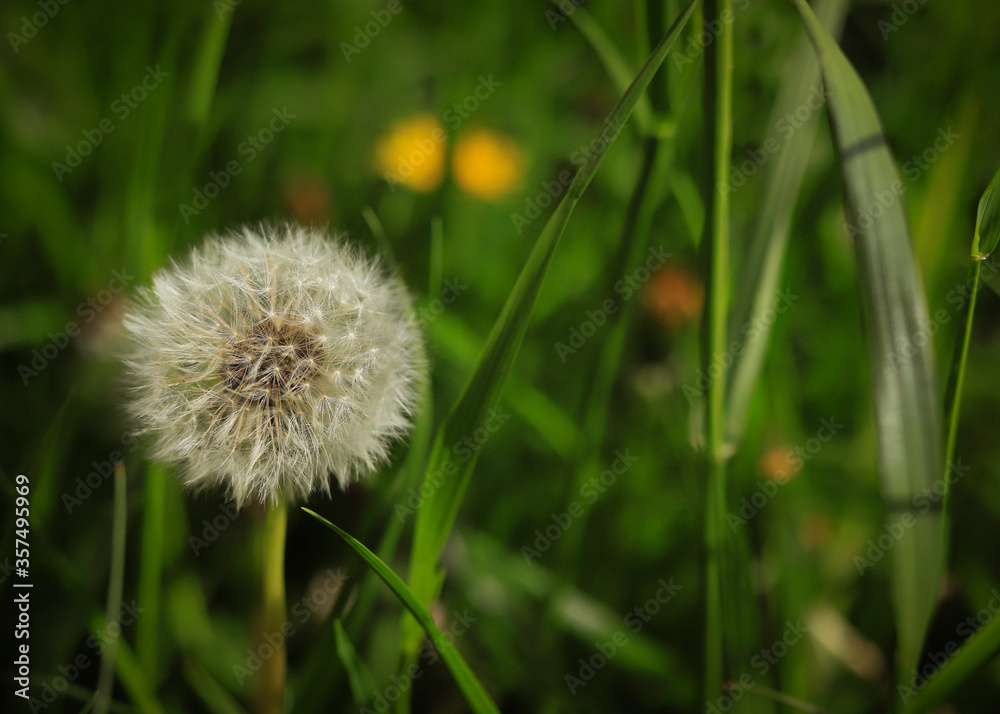 white fluffy isolated dandelion on a background of green grass close up white fluffy isolated dandelion on a background of green grass close up