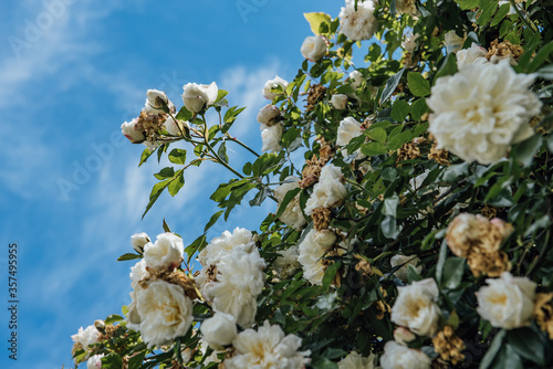 Curly climbing white garden rose's buds