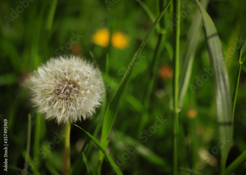 white fluffy isolated dandelion on a background of green grass close up