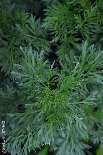 background of green bitter wormwood close up