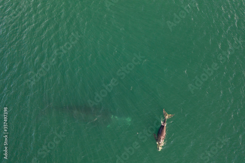 Overhead aerial view of a Southern Right Whale and her calf in the waters off of Cape Town, South Africa.  © Ahturner