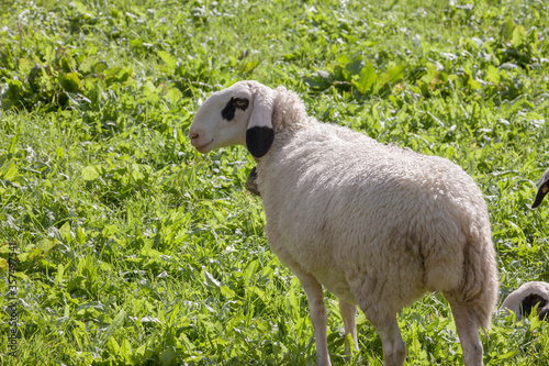 Brillenschaf sheep in an Italian mountain pasture photo