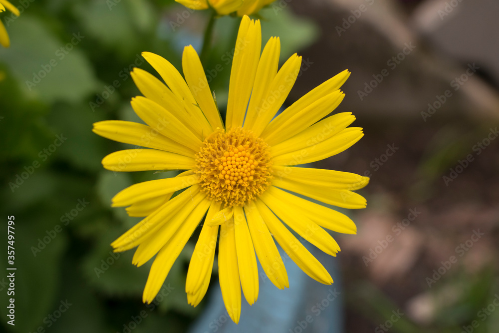 Obraz premium Golden chamomile close-up, clearly visible petals