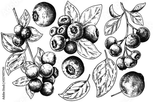Hand drawn blueberry sketch isolated on white background. Vintage vector food illustration.