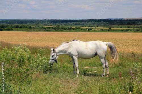 A white horse grazes in a meadow near the village