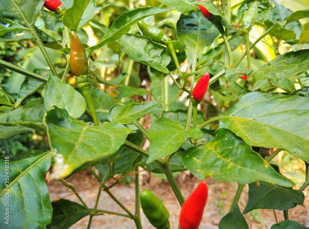 fresh plants of red chili