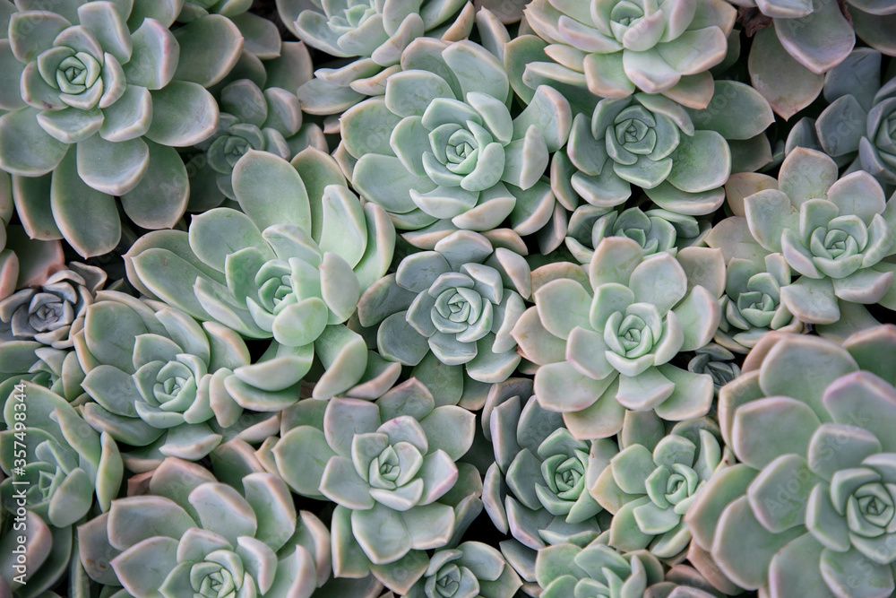 Background of a many small echeveria succulents Background of a many small echeveria succulents