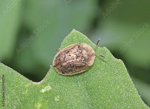 Cassida nebulosa photo