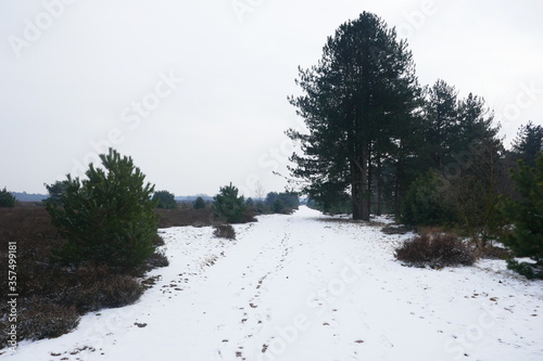 Snow landscape in the Staatsbossen in Sint Anthonis, Noord Brabant, The Netherlands, Europe. photo