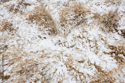 Flat fallen dry grass covered with a layer of snow.