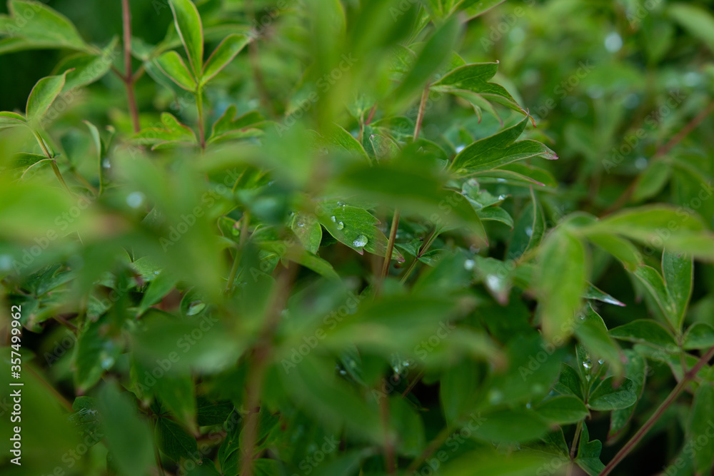 Obraz premium green leaves in the garden 