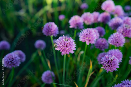 purple flowers in the garden © Vlad