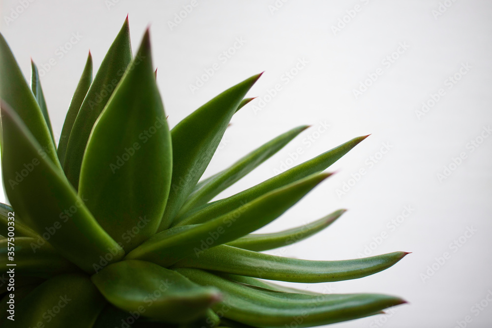 Close-up of green succulent plant on white background. Tranquil and minimalist scene. Space for text. 