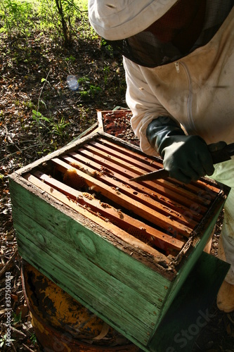 Apicultos colhe mel de abelhas de colmeia photo