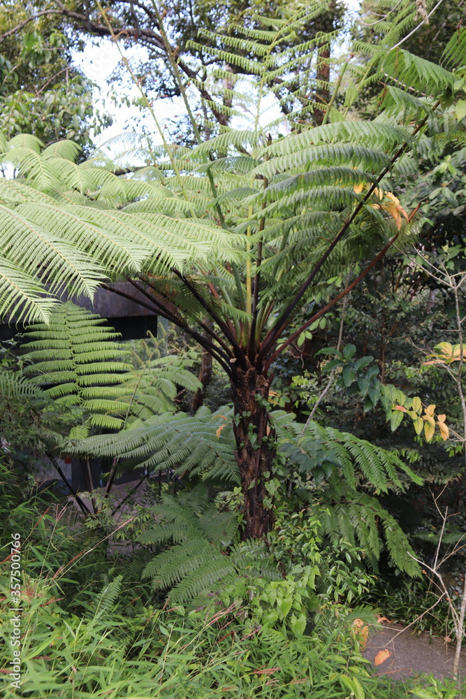 Fougère dans la forêt, colline de Penang, Malaisie Fougère dans la forêt, colline de Penang, Malaisie