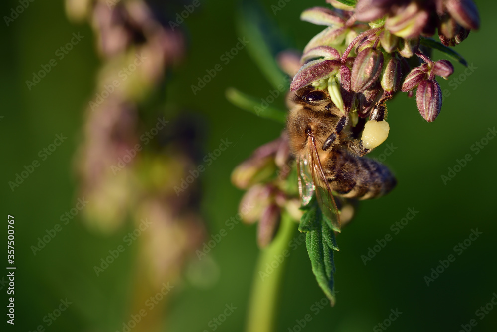 A small honey bee collects pollen and honey from a canabis flower A small honey bee collects pollen and honey from a canabis flower