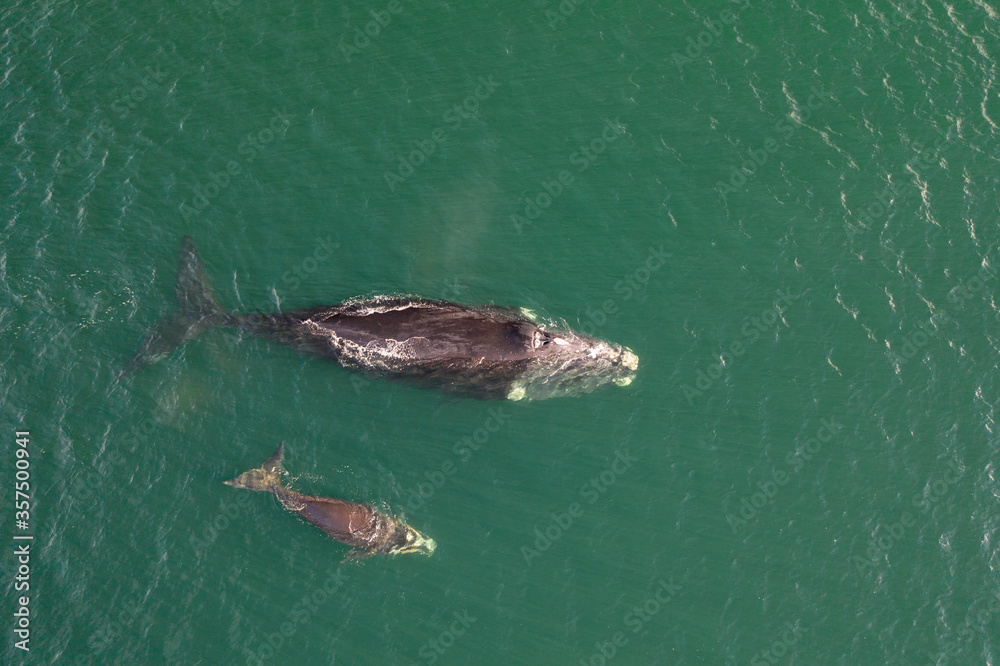 Naklejka premium Overhead aerial view of a Southern Right Whale and her calf in the waters off of Cape Town, South Africa. 