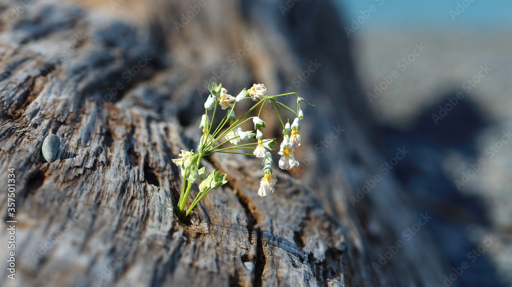 Macro of small young white flowering plant in spring, growing in driftwood on beach, in Napier, NZ Macro of small young white flowering plant in spring, growing in driftwood on beach, in Napier, NZ