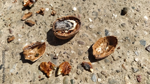 The broken walnut turned out to be rotten inside. Shell fragments of nuts. Moldy half of a nut. The problem of keeping food fresh. Fighting Plant Diseases in Agriculture photo