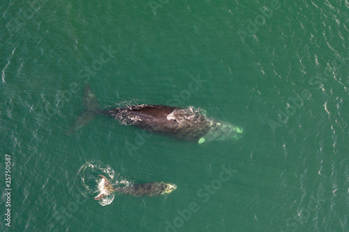 Overhead aerial view of a Southern Right Whale and her calf in the waters off of Cape Town, South Africa. 