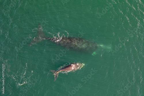 Overhead aerial view of a Southern Right Whale and her calf in the waters off of Cape Town, South Africa. 