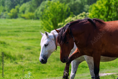 Brown and white horses graze in the meadow