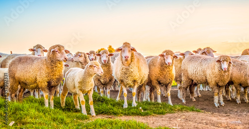 Cute Merino sheep in a farm pasture land in South Africa photo