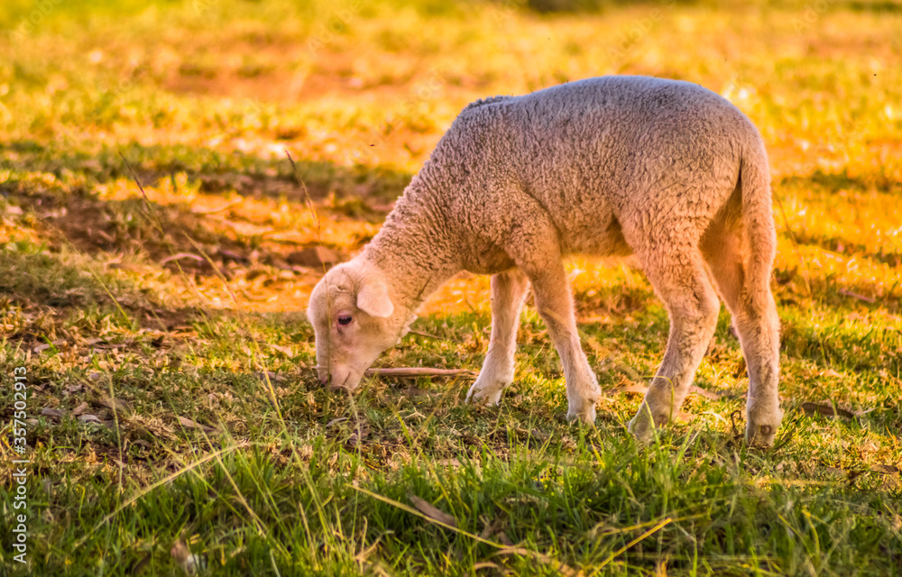 Obraz premium Cute Merino sheep in a farm pasture land in South Africa