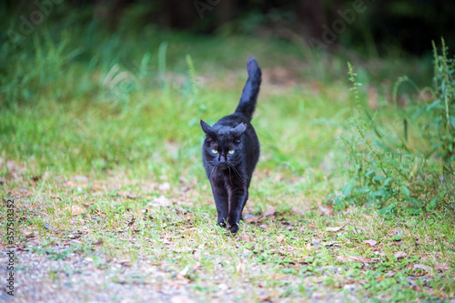 Determined black cat walking through green grass outdoors