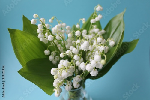 A bouquet of fresh lily of the valley on a blue background. Concept of unity with nature, protection of rare plants