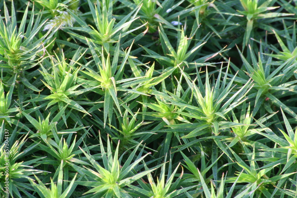 The pattern of asterisk moss from very close. The pattern of asterisk moss from very close.