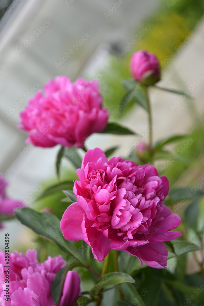 Saint Petersburg Russia. June 16 2016. Flowers of pink peony on a green grass background. Summer blooming meadow. Saint Petersburg Russia. June 16 2016. Flowers of pink peony on a green grass background. Summer blooming meadow.