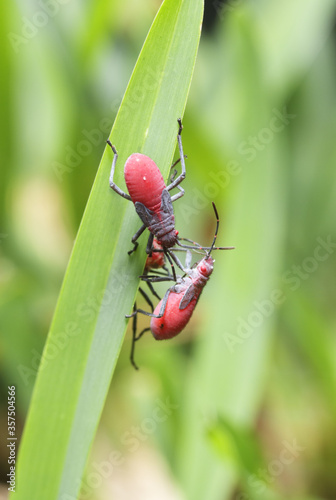 Jadera bugs (Jadera haematoloma) close-up, immature.