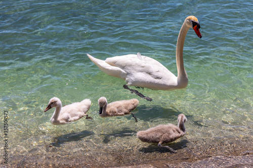 Schwanfamilie mit Babys am Bodensee in Konstanz
