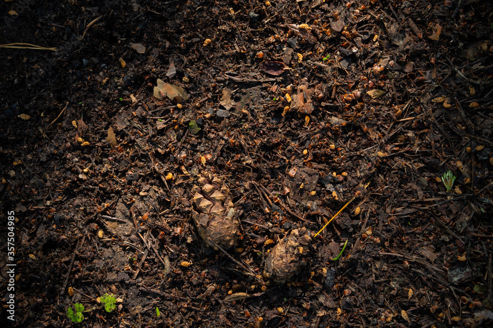 Texture of earth and sand and small stones after rain. Cones and needles underfoot. Texture of earth and sand and small stones after rain. Cones and needles underfoot.