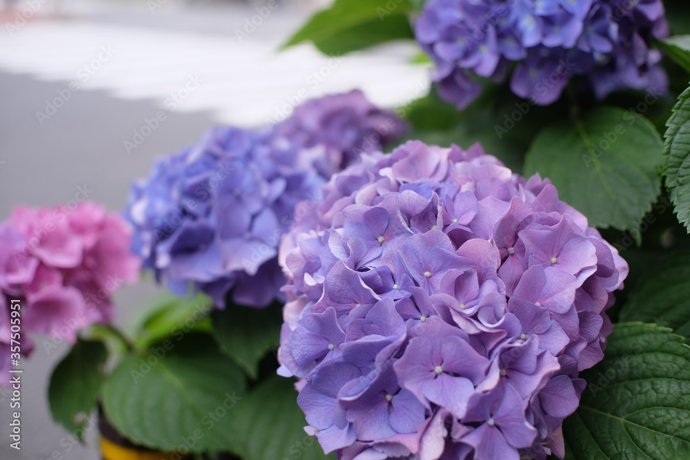 Obraz premium あじさい