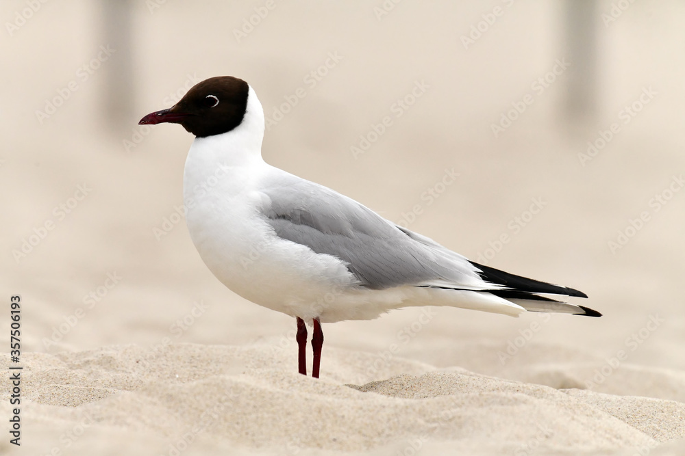 Fototapeta premium Black-headed Gull on the beach