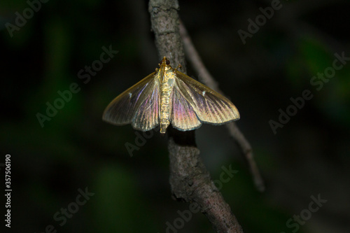 closeup night butterfly moth insect photo