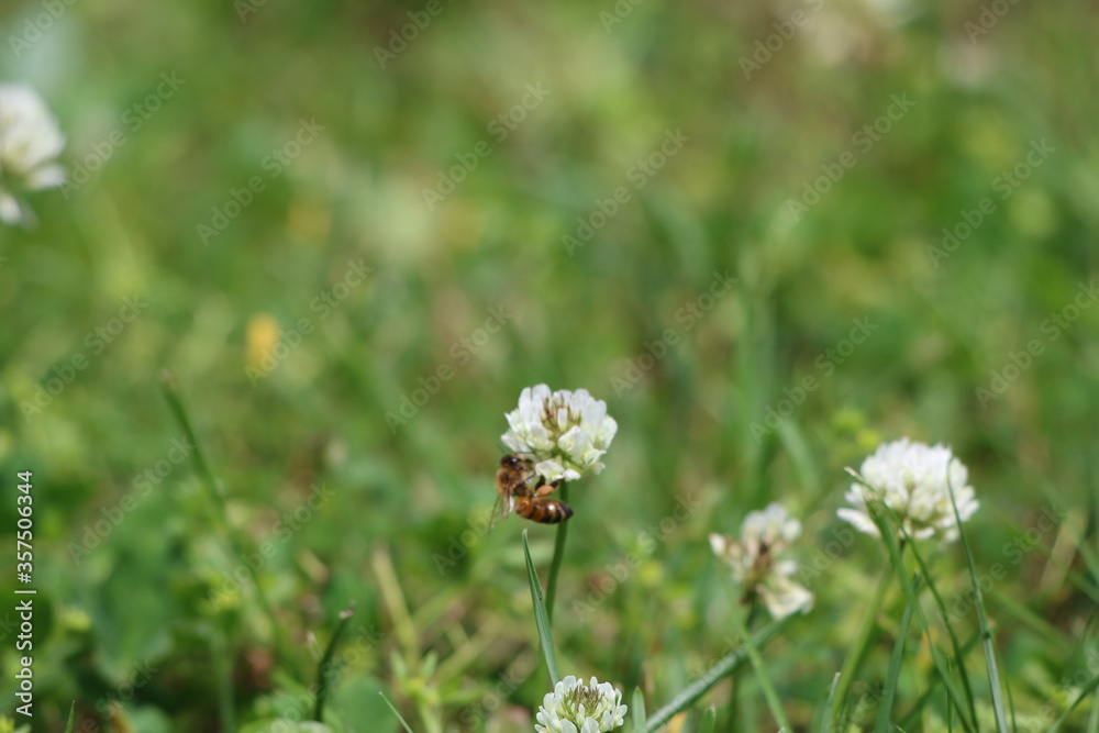 A honey bee collecting pollen from a flower A honey bee collecting pollen from a flower
