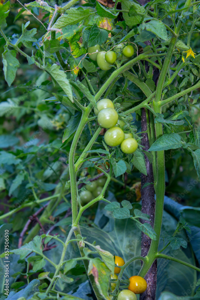Fototapeta premium organic tomatoes plant vegetable in garden