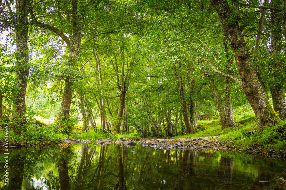 Forest river with beautiful green vegetation and huge trees Forest river with beautiful green vegetation and huge trees