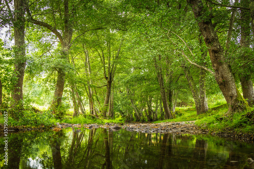 Forest river with beautiful green vegetation and huge trees