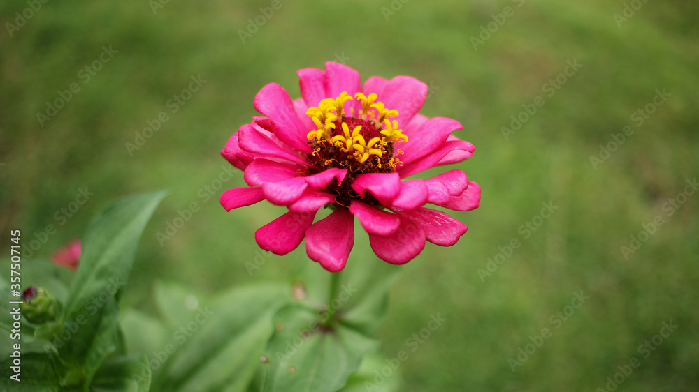 Obraz premium Natural Pink random flower 