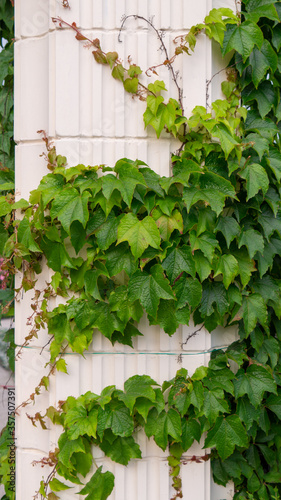 ivy on the wall