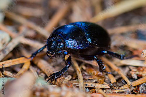 A dung beetle on the forest floor.

Dung beetles are between 10 and 45mm long and are day and night active. They are quite clumsy in flight and have a strong chitin armor.
