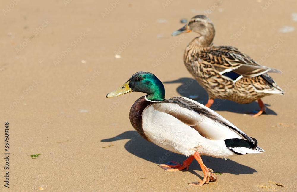 Fototapeta premium Two ducks walking on the sand, with the second duck slightly defocused.