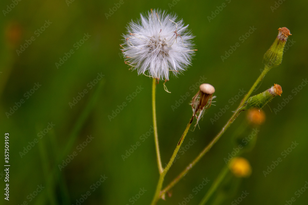 Dandelion is a perennial plant, typical of temperate climates, which spontaneously grows practically everywhere , isolated plant in Viseu , Portugal Dandelion is a perennial plant, typical of temperate climates, which spontaneously grows practically everywhere , isolated plant in Viseu , Portugal