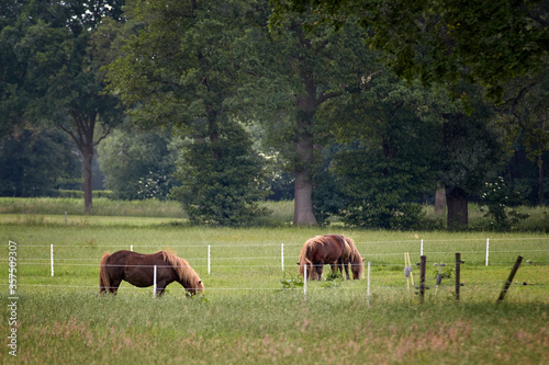 Little horses grazing and resting on a farm in Holland. © Trepalio